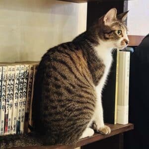 蜉蝣喫茶_阿飛貓店長