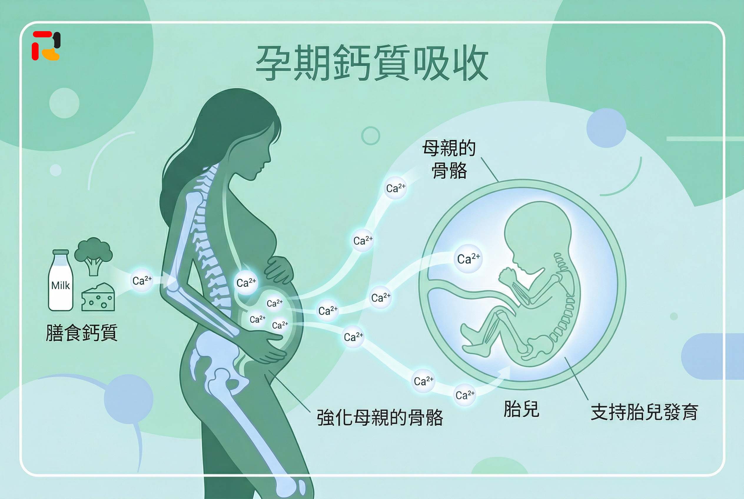 孕期鈣質吸收